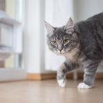 Free Cat Flap Survey Southend-on-Sea