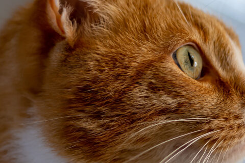 <strong>Pet Flap Suppliers</strong><br>UK