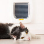 Cat Flap Prices Leatherhead