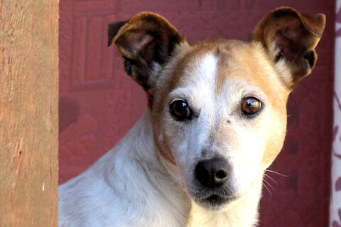 <strong>Dog Flap Installer</strong><br>UK