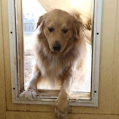 Dog Flap at Work Bourne