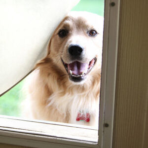 Dog Flaps Company UK