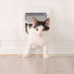 Local Cat Flap Company Knutsford